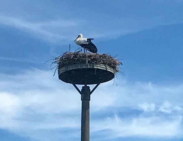 Thorandhof-Storch-Wendland-Ferienwohnung